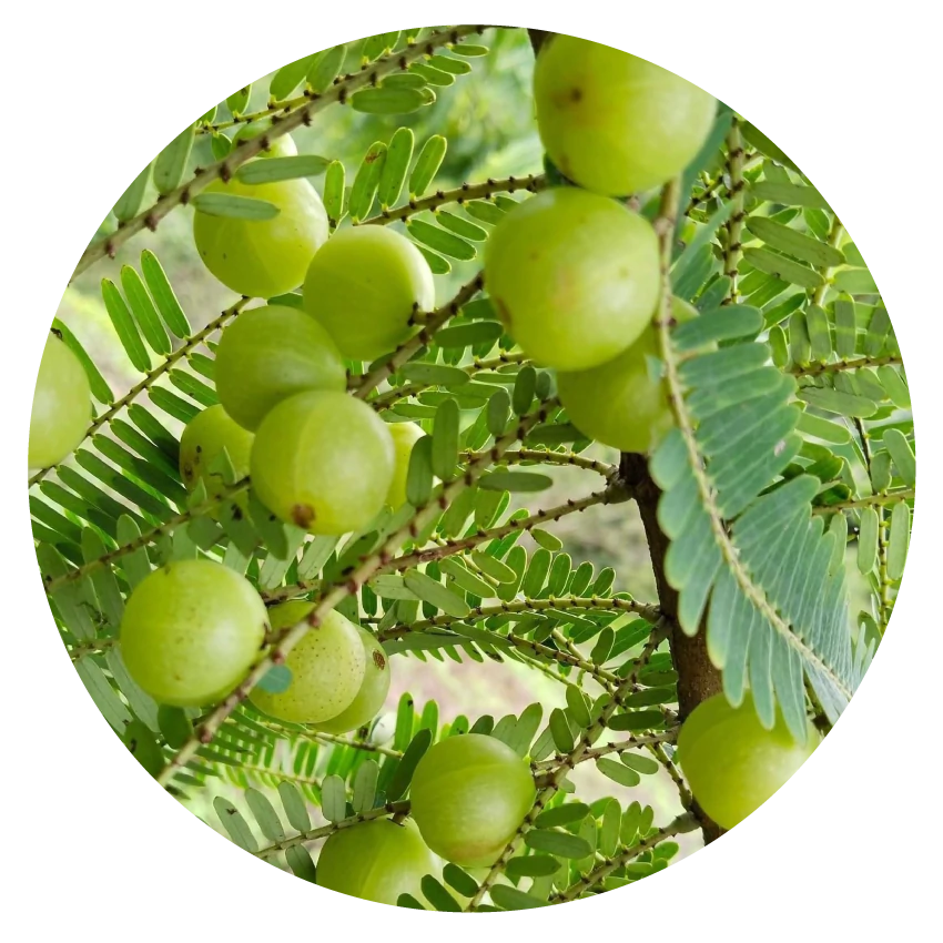 besseraltern